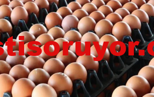 Çıkma palet istediğiniz kadar ikinci el palet satışı 6 Spot yumurta kolisi boş koli ucuz çıkma